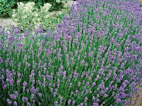 Lavandula angustifolia munstead p17 ol - imagine 1