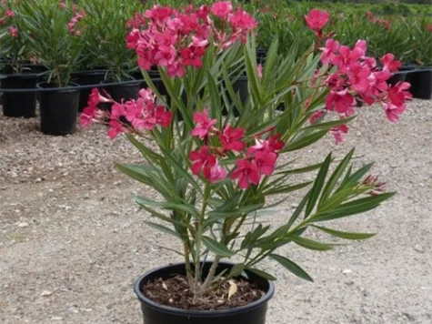 Leandru nerium oleander p21 30 - 40 cm ol RE - imagine 1