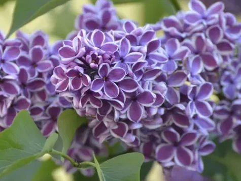 Liliac - syringa chinensis bicolor ol - imagine 1