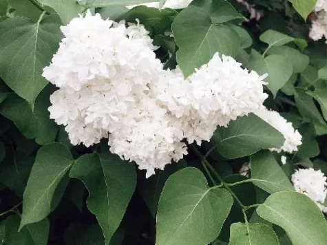 Liliac - syringa vulgaris alice harding ol - imagine 1