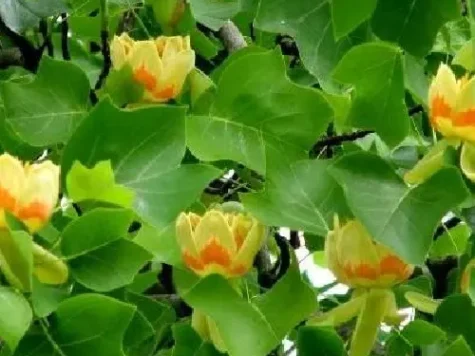 Liriodendron tulipifera Q 8- 10 RO - imagine 1