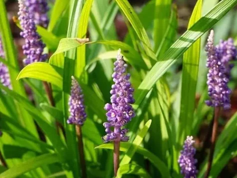 Liriope money maker ol replantat - imagine 1