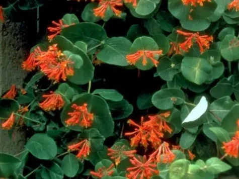 Caprifoi - Lonicera Brown Dropmore Scarlet s-pot - imagine 1