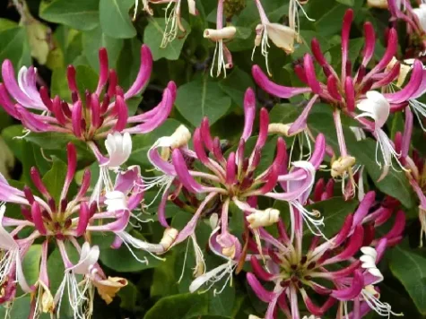 Caprifoi - Lonicera per. serotina s-pot - imagine 1