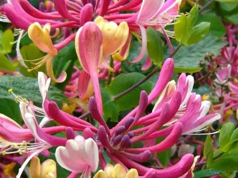 Caprifoi - Lonicera peryclimenum s-pot - imagine 1