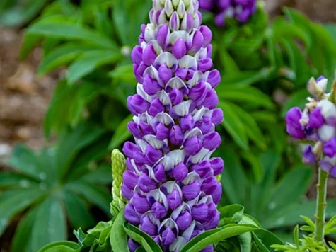 Lupinus in cultivars ol replantat - imagine 1