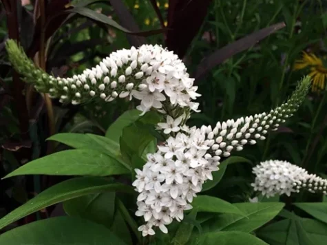Lysimachia clethroides replantat - imagine 1