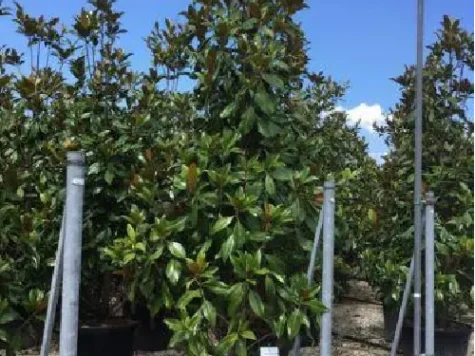 Magnolia Grandiflora Goliath c25 125-150 cm ol - imagine 1