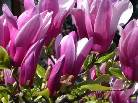 Magnolia Susan 80 cm stem c10 ol - imagine 1