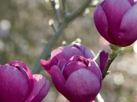 Magnolia black tulip p19 ol - replantat - imagine 1