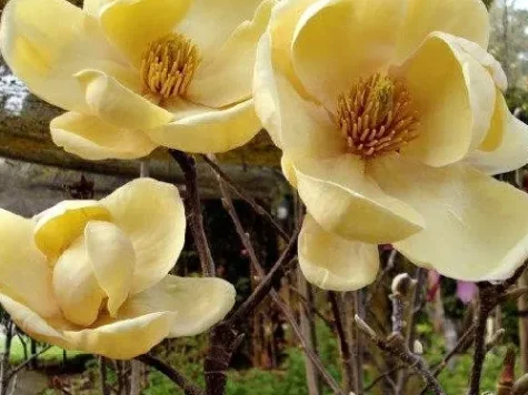 Magnolia Honey Tulip c12 125-150cm ol - imagine 1