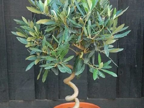 Măslin - olive spiral p18/70 - imagine 1