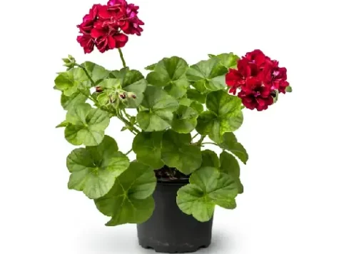 Muscata curgatoare pelargonium peltatum p19 gr - imagine 1