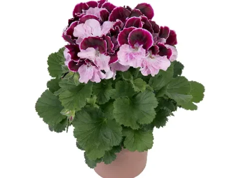 Muscata grandiflorium p 18 gds - imagine 1