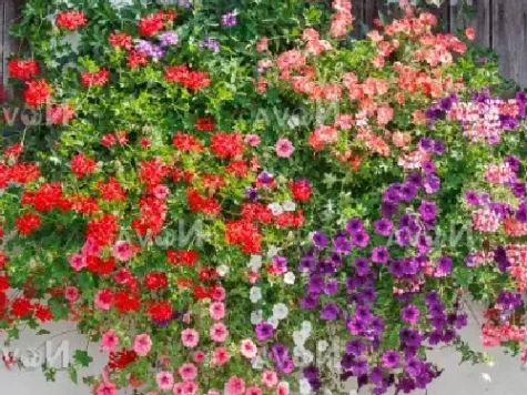 Muscata tiroleza Graveolens P21 - imagine 1