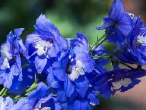 Nemțișor - Delphimium d15 lp - imagine 1