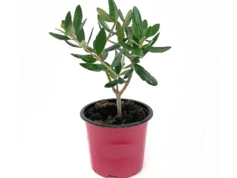 Olea mini p17 gr - imagine 1