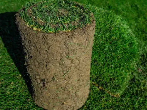 Oxygazon royal secetă rulat - imagine 1