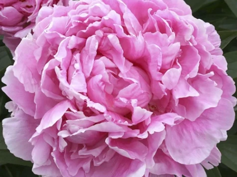 Paeonia in cultivars p17 ol - imagine 1
