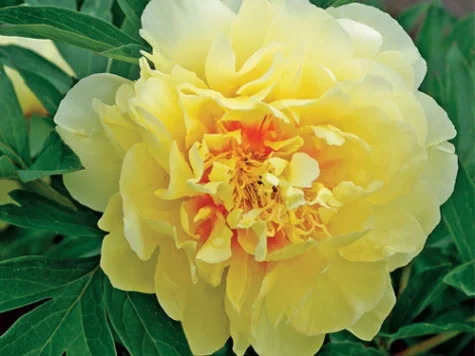 Paeonia suffruticosa p23 ol - imagine 1