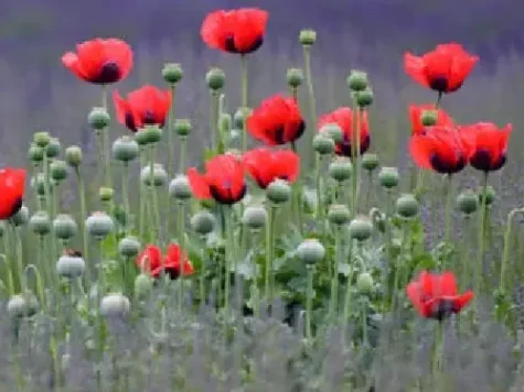 Papaver orientalis d13 lp - imagine 1