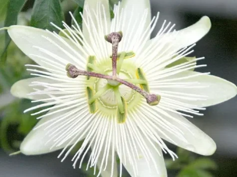 Passiflora Caerulea Const. Elliott s-pot replantat - imagine 1