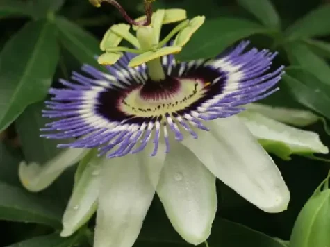 Passiflora Purple Rain s-pot replantat - imagine 1