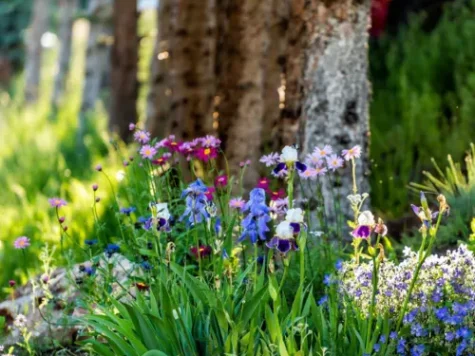 Perene mix replantat - imagine 1
