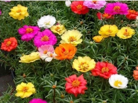 Plante de piatra limited mix six pack ol - imagine 1