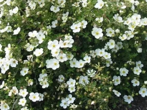 Potentilla f. abbotswood 30-50 cm ol - imagine 1
