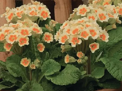 Primula veris lime & orange lp replantat - imagine 1