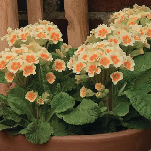 Primula veris lime & orange lp