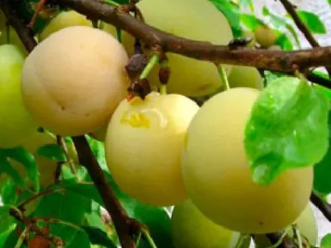 Prun balot, soi galben - imagine 1