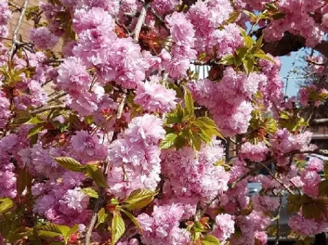 Cireș japonez - Prunus Kiku-Shidare Zakura 120 cm stem replantat * - imagine 1