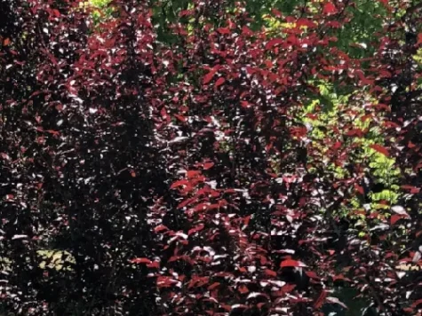 Prunus cerasifera nigra 80-100 ol replantat * - imagine 1
