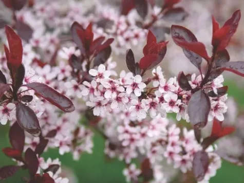 Prunus cistena ol replantat * - imagine 1