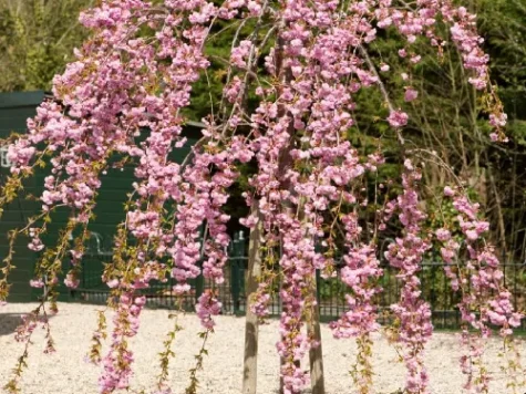 Prunus kiku-shidare-zakura ol - imagine 1
