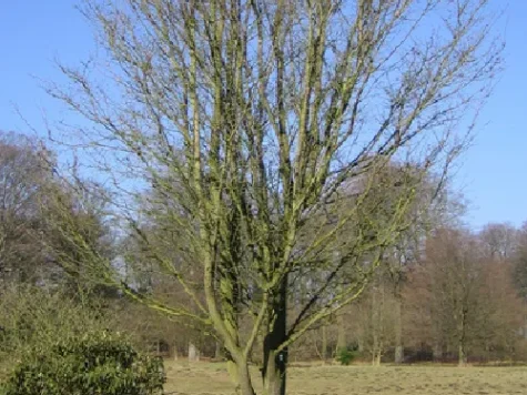 Prunus okame ol replantat * - imagine 1