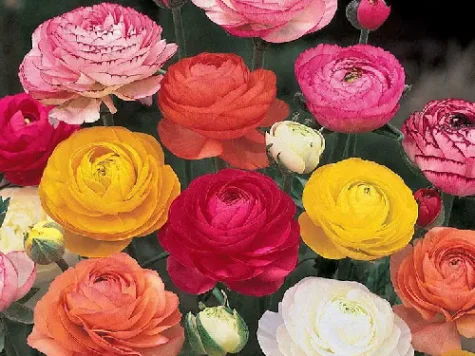 Ranunculus p10.5 gr - imagine 1