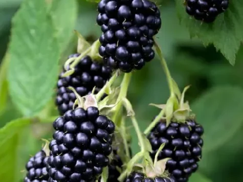 Rubus fruticosus black satin p17 ol - imagine 1