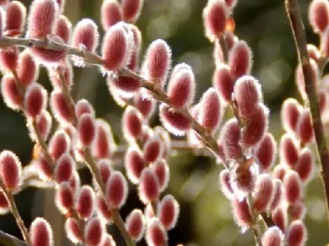 Salcia japoneză roz - Salix Chaen Mount Aso p23 ol - imagine 1