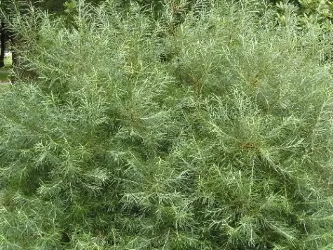 Salix rosmarinifolia 60-80 cm ol - imagine 1