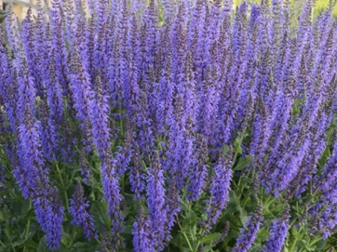 Salvia nemorosa ol replantat * - imagine 1