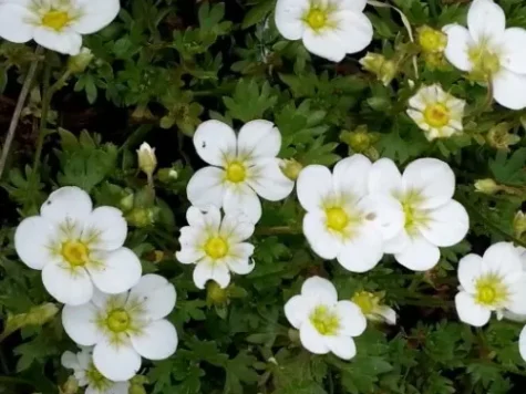 Saxifraga pedem. 'White Alice' p11 ol - imagine 1