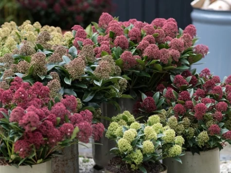 Skimmia japonica mix replantat * - imagine 1