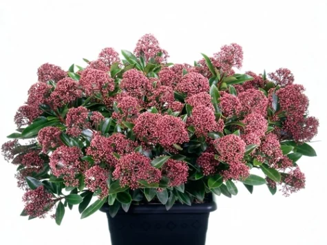 Skimmia japonica rubesta optima ol replantat - imagine 1