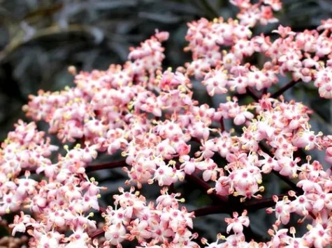 Soc negru - sambucus nigra - imagine 1