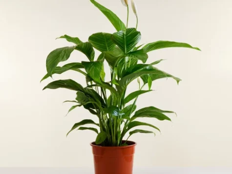 Spathiphyllum alb ghiveci mare - imagine 1