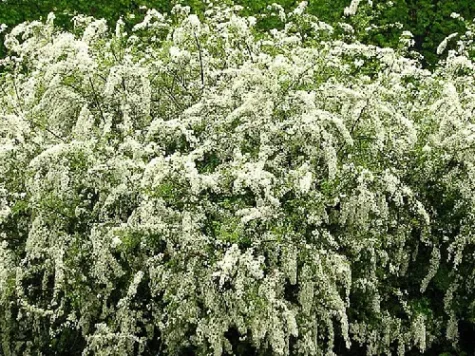 Spiraea cinerea grefsheim 40-50 cm ol - imagine 1