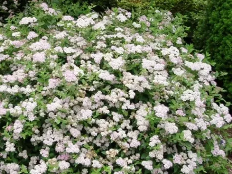 Spiraea japonica little princess FLORI ALBE - imagine 1